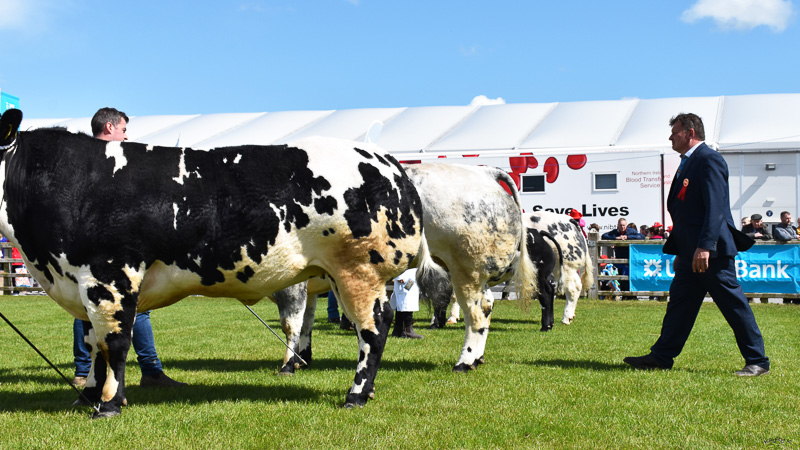 Balmoral Show